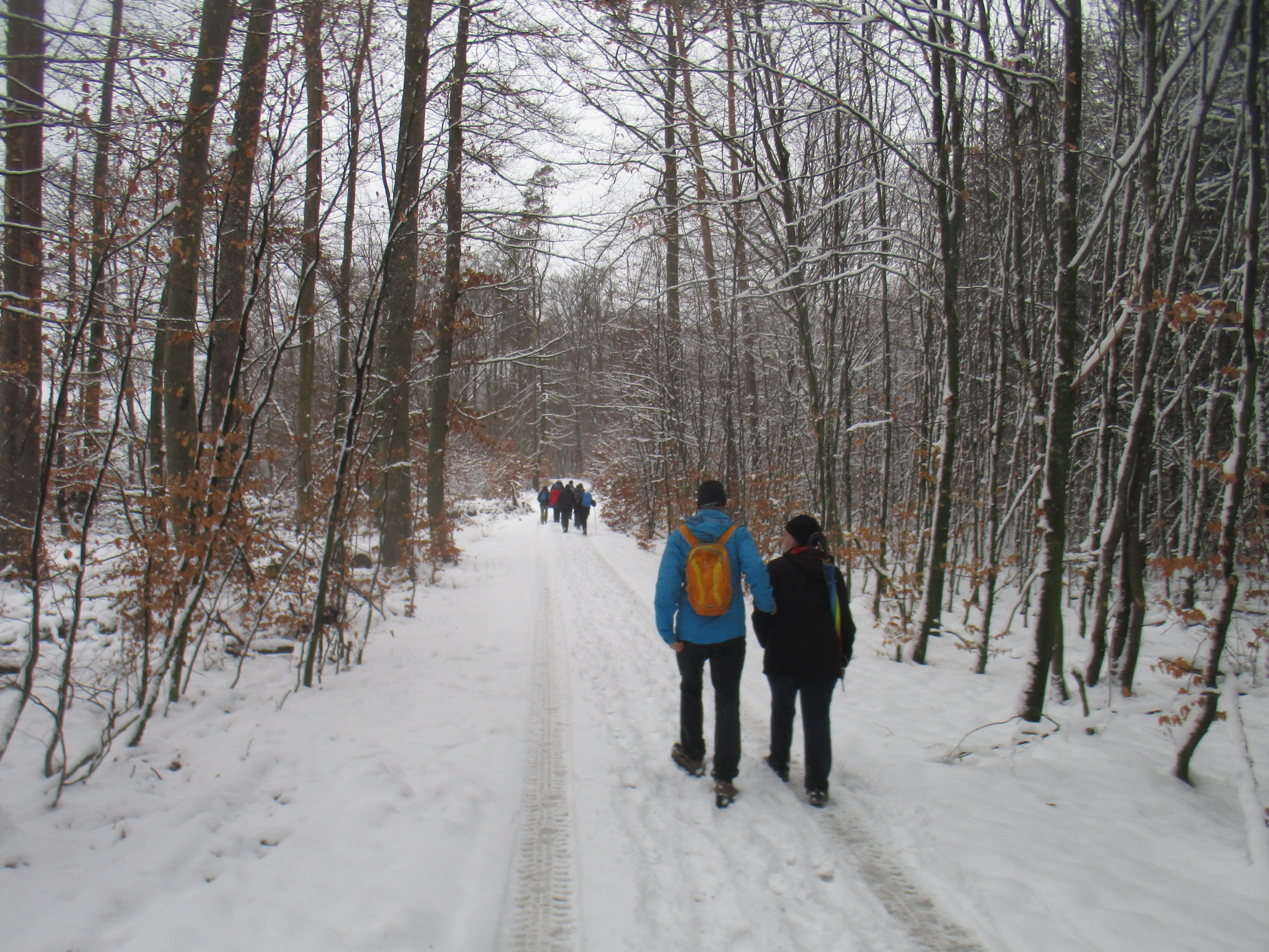 herrlicher Hochwald mit viel Schnee